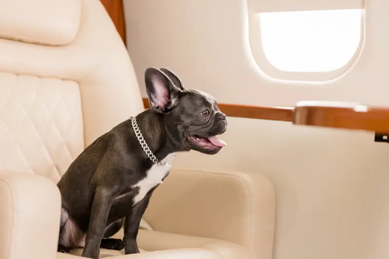 A dog sitting on a leather seat in a private jet cabin